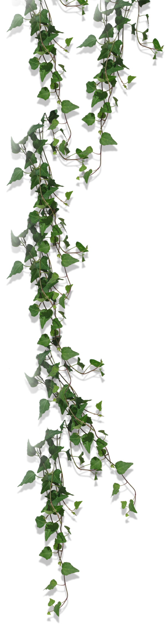 左側の背景の植物