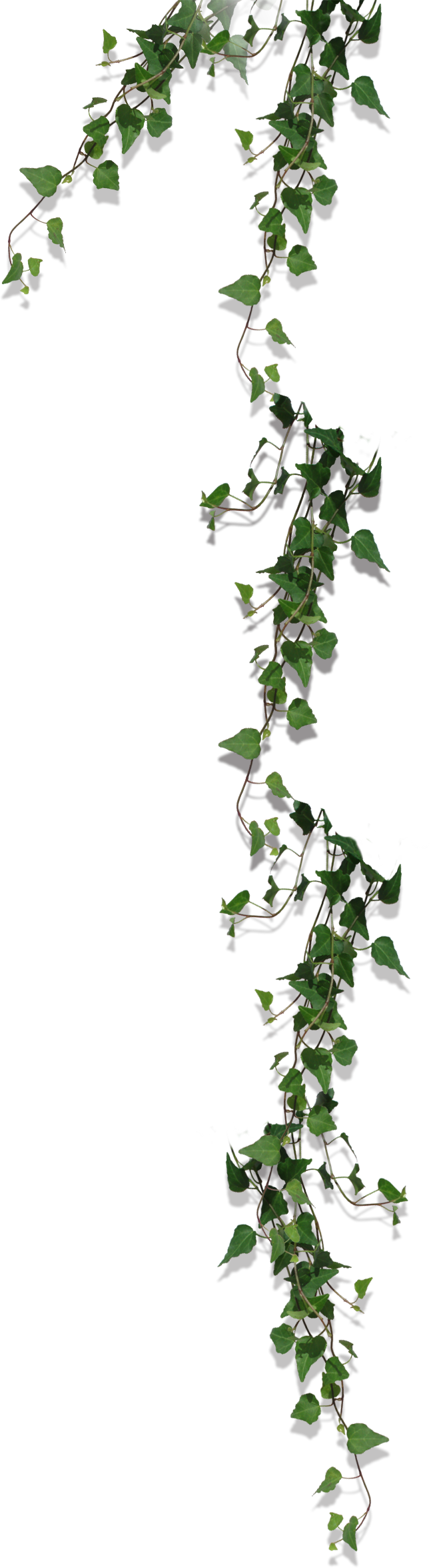 右側の背景の植物